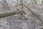 DSCF3774